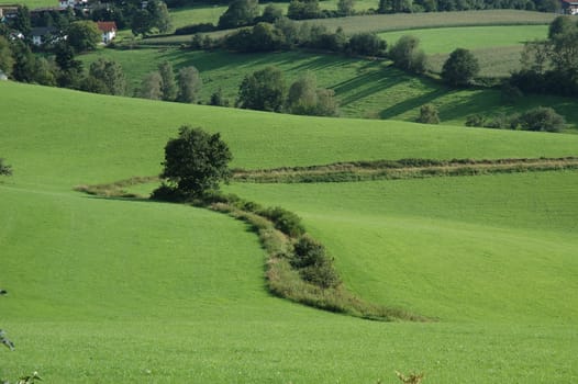 Meadow