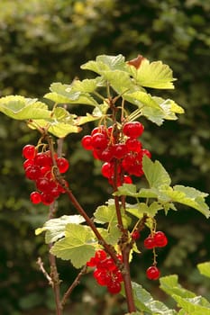 Currants