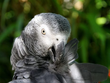 Grey Papgei