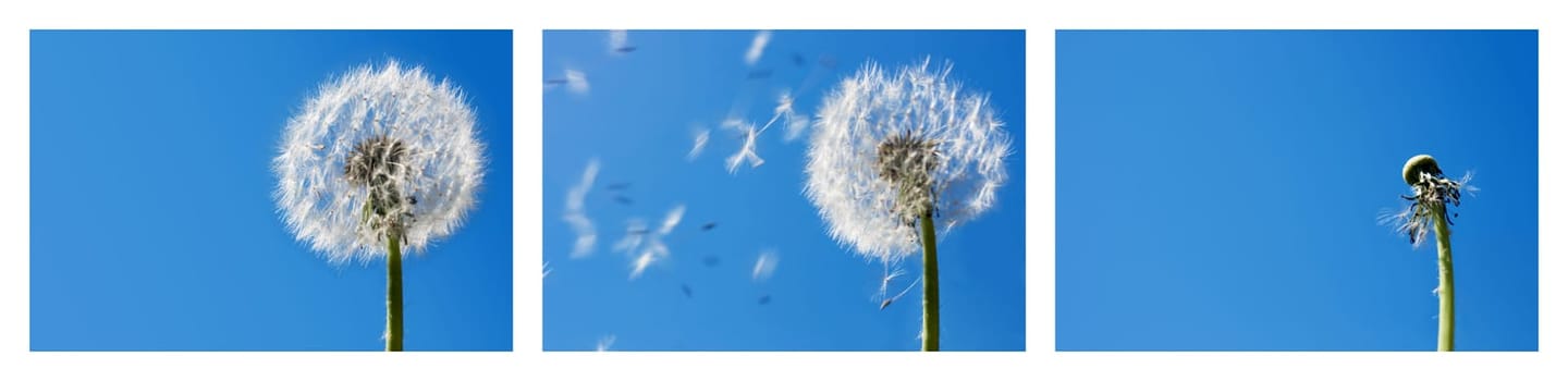 Dandelion