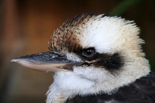 Laughing kookaburra
