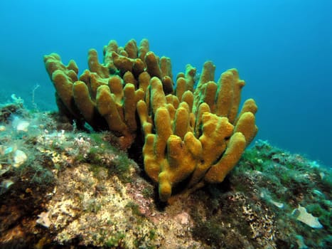 Golden sponge