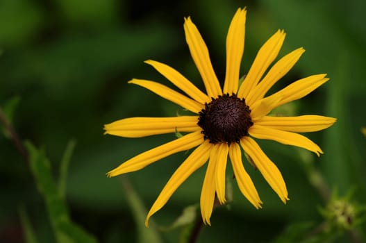 Coneflower