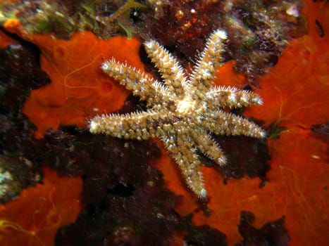 Star of Thorns