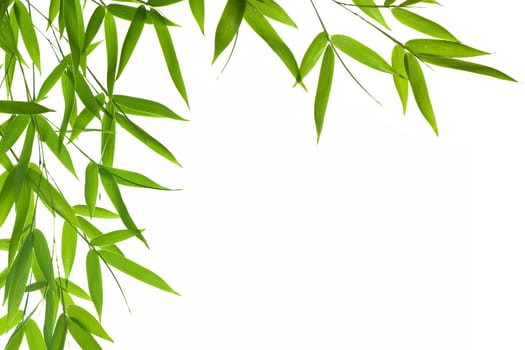 bamboo- leaves