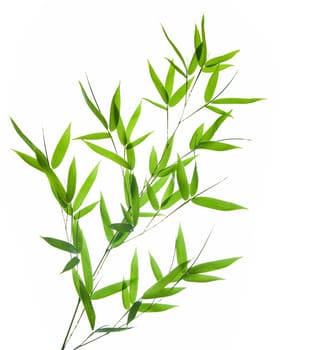bamboo- leaves