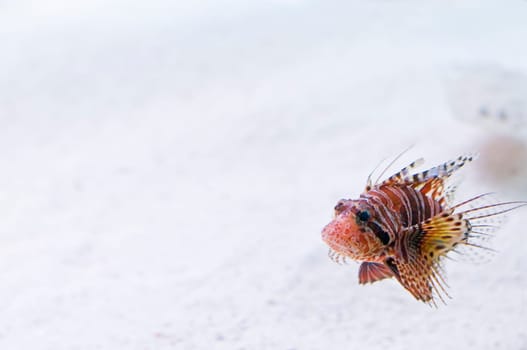 Lionfish