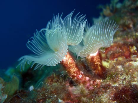 Tube worms