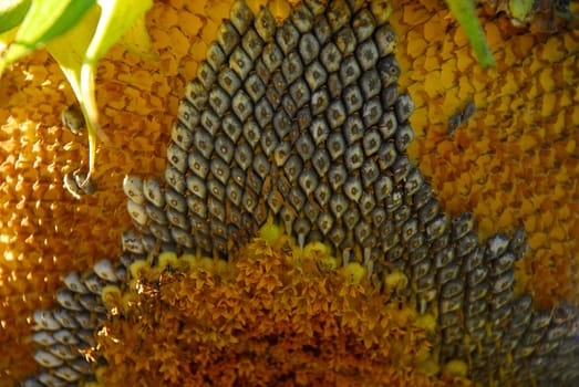 sunflower