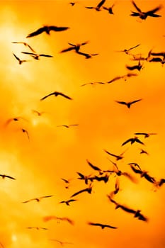 nature image of silhouetted birds flying