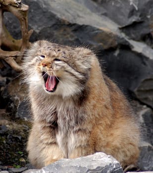 Manul Cat 2