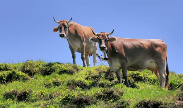 Cows
