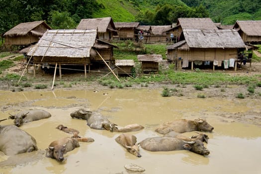 Water buffalo in front of village,Laos