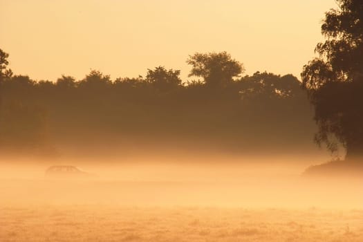 Fog Bank