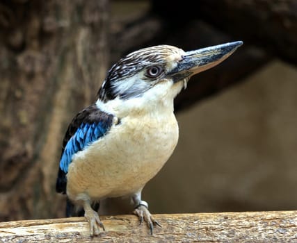 laughing kookaburra