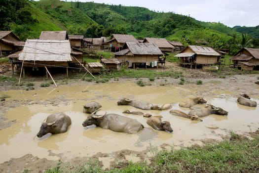 Water buffalo in front of village,Laos