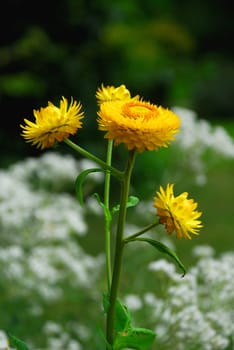 Dwarf Immortelle