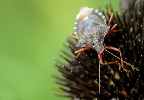 The red-legged stink bug on a withered flower of coneflower (Echinacea)