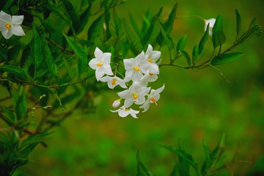 Jasmine Blossom