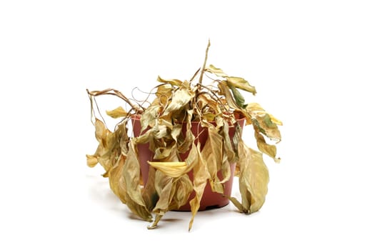 dead plant isolated on white