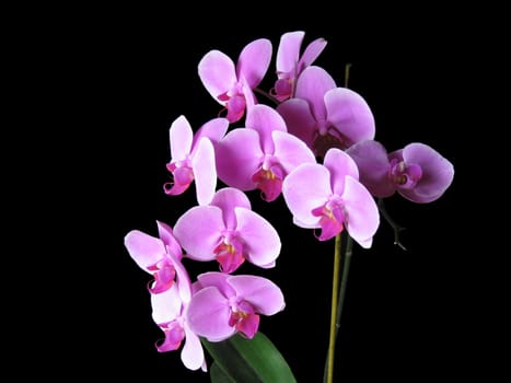 Pink Phalaenopsis Orchids