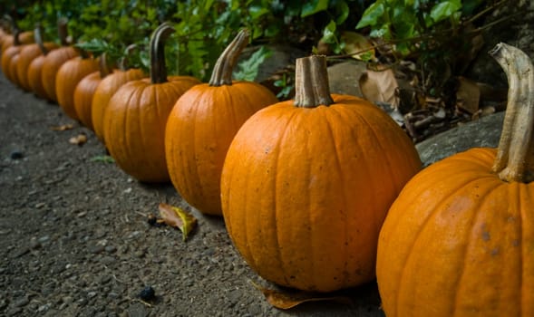 Pumpkin