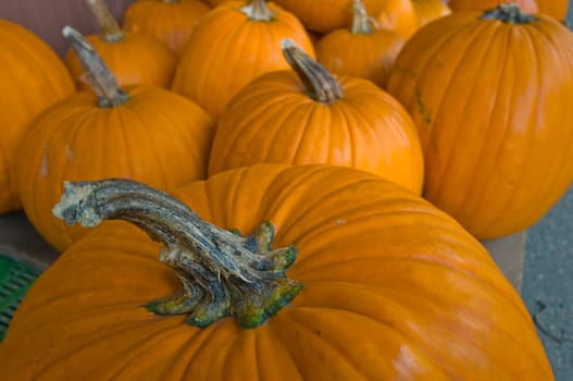 Pumpkin
