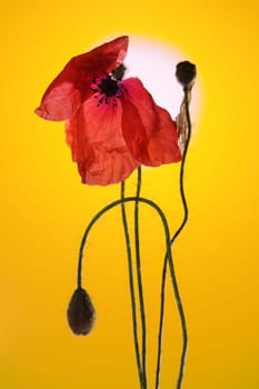 Poppies in the evening light