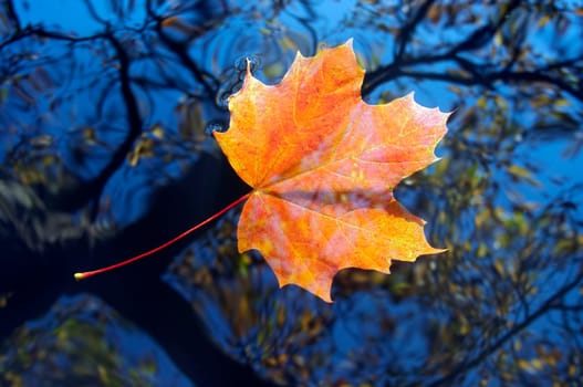 autumn leaf on the water