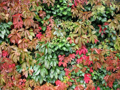 Colouring of the foliage Wild vine