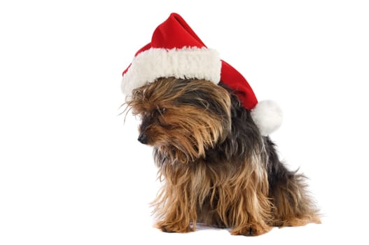 Dog with Santa Claus hat