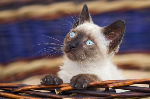 Precious little cat in a basket