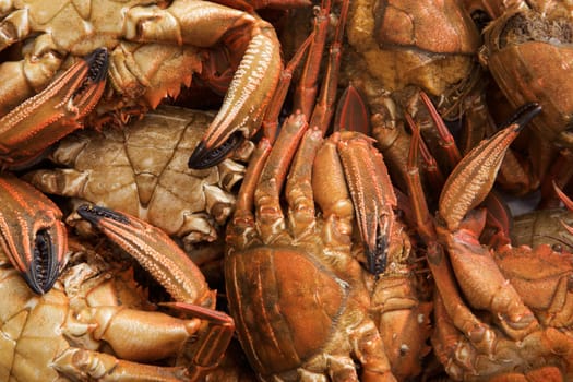 Seafood freshly caught sea