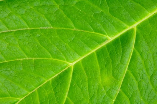 Texture of a green leaf