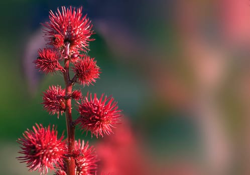 Castor oil plant