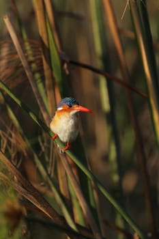 Malachite kingfisher (Alcedo cristata) sits in the reeds  Okavango Delta,Botswana