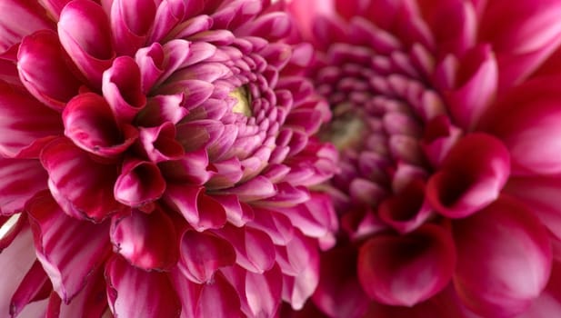 Dahlias