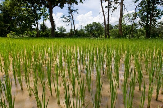 Rice field in Asia