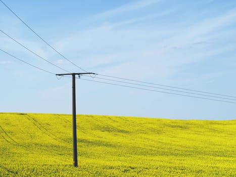 Electricity and rapeseed