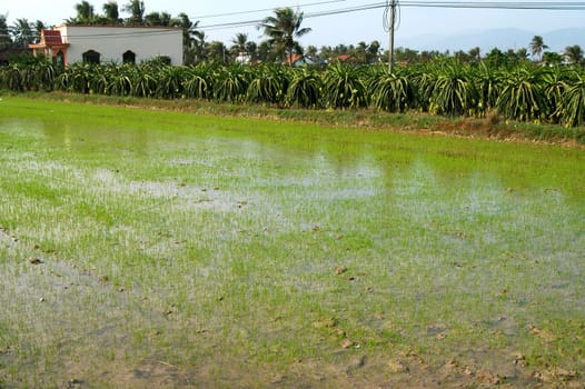 Irrigated Rice Field,Vietnam