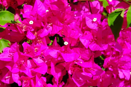 Shrub of triplet flower,bougainvillea