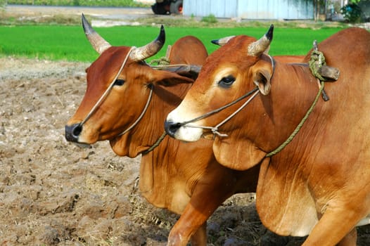 Humpback cattle team,Vietnam