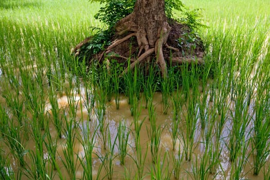 Rice field in Asia