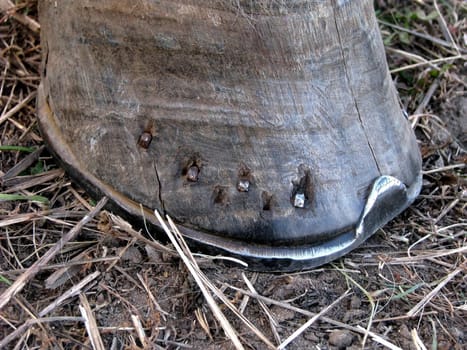 Hoof with horseshoe