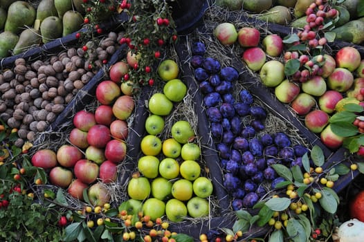 Autumn harvest