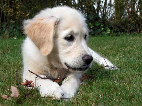 Golden Retriever Puppy