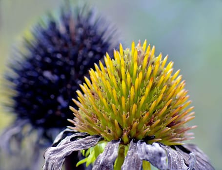 Transience: Echinacea purpurea var. alba White Swan