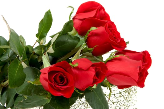 Red Rose