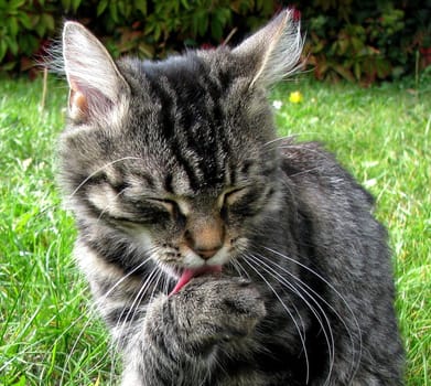 Cat Wash