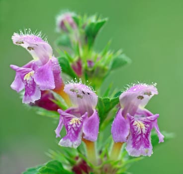 The common hollow tooth (Galeopsis tetrahit) - also known as the common,stinging or prickly hollow tooth - is widespread in our weed communities on fields,in forest fields,on paths and debris sites,especially in montane locations. The plant is